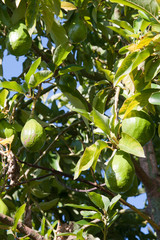 Avocados