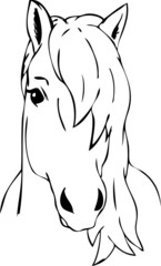 haired horse head