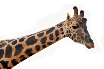 Giraffe head