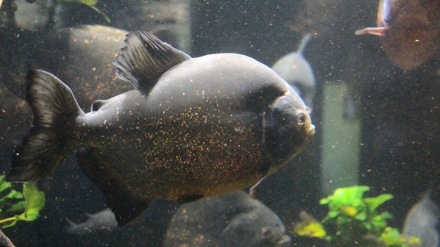 Piranhas