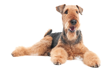 Airedale Terrier dog isolated - obrazy, fototapety, plakaty