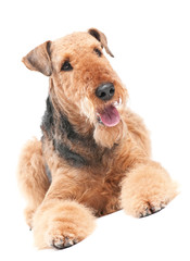 Airedale Terrier dog isolated