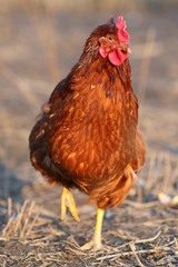 Walking hen