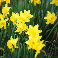 Obraz premium yellow narcissus