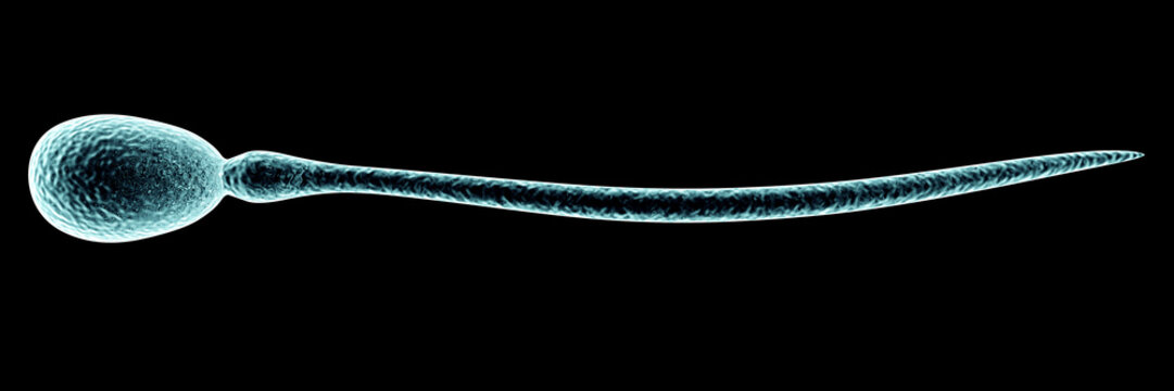 Sperma Zelle