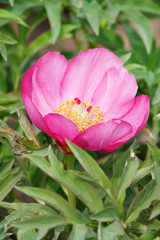 peony in the garden