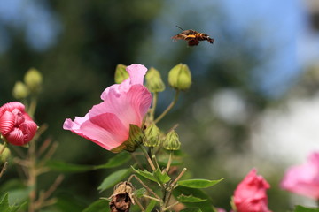 フヨウとスズメガ