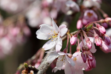 Obraz premium 桜 (東京・上野公園)
