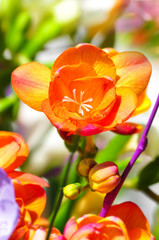 Fr&uuml;hlingsgr&uuml;&szlig;e