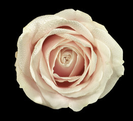 Tea rose isolated on black