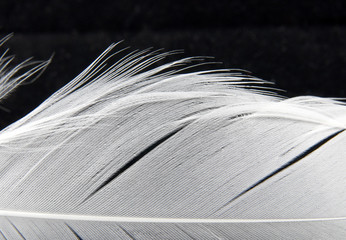 white swan feather detail