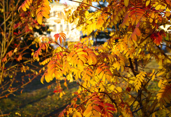 autumn rowan