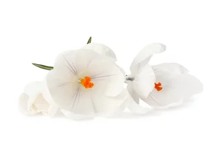 No drill roller blinds Crocuses white crocus flower on white