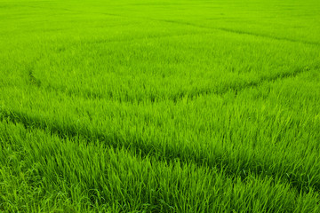 Obraz na płótnie Canvas spring green grass