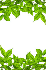 Naklejka premium branch and green leaves on white background