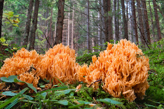 A lot of mushrooms, called Ramaria aurea in the forest