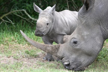 Obraz premium Baby Rhino and Mother