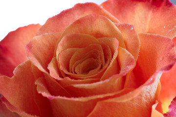 Closeup rose