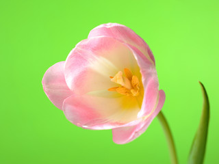Obraz premium Beautifu spring pink tulip flower over light green background