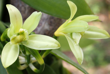 Obraz premium fleurs de vanille