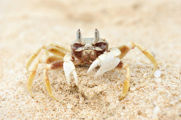 Crab on a beach