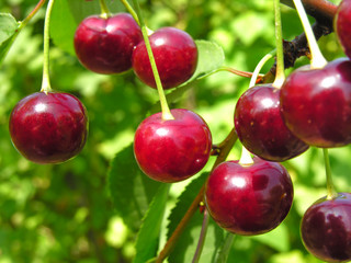 ripe cherries