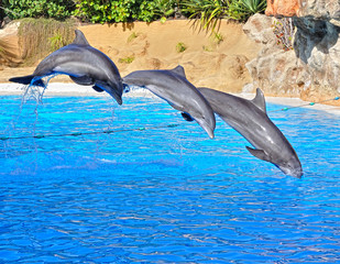 Naklejka premium Delfines en movimiento.