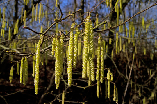 Bl&uuml;ten Haselnussstrauch