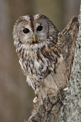 Tawny Owl in hollow tree with brown background
