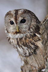 Tawny Owl in hollow tree with light background