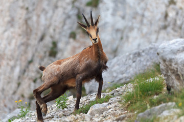 chamois (Rupicapra Carpatica)