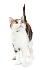 tabby cat in studio