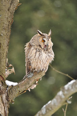 Long-eared Owl sitting on branch
