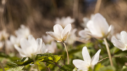 wood anemone in spring