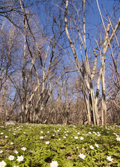 wood anemone in spring