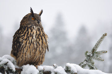 Eurasian Eagle Owl sitting on coniferous tree