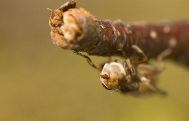 Myopa