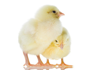 two yellow chicks