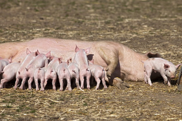 Ferkel