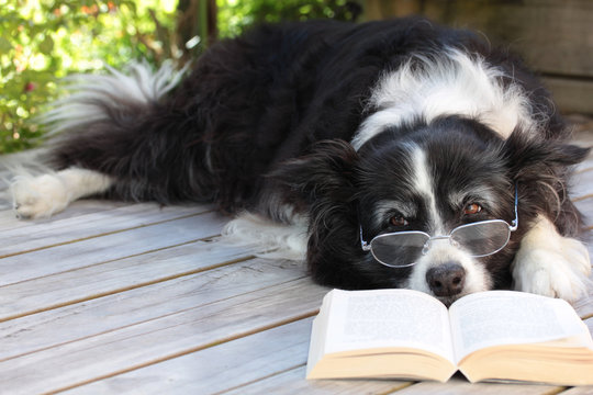 Elderly Retired Border Collie Dog Relaxing on Deck with a Book