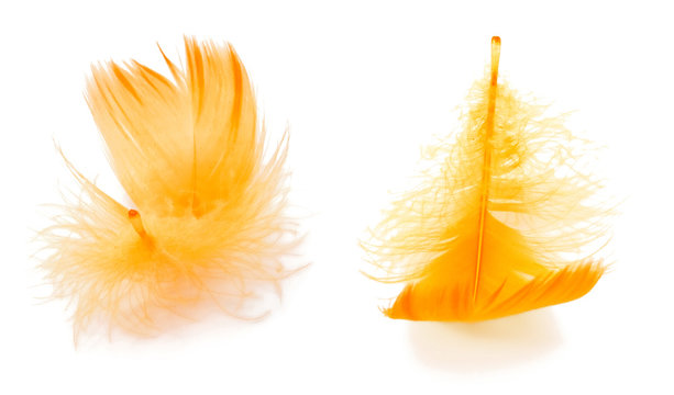 Two Yellow Feathers
