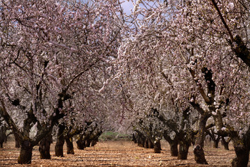 Almendros en flor