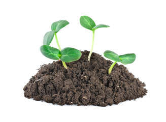 Young green plants