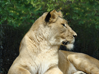 Plakat Lwica (Panthera leo)