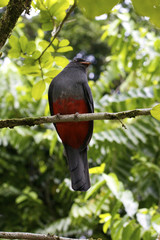 Trogon bird