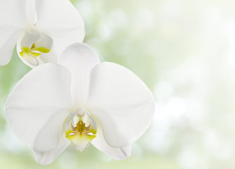 蘭の花