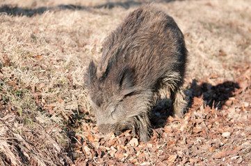 Rotte