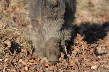 Rotte