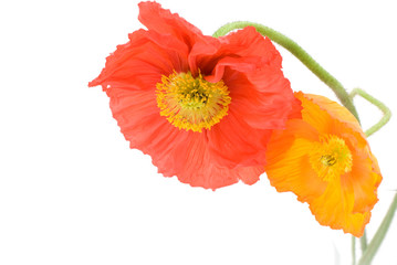 アイスランドポピーの花