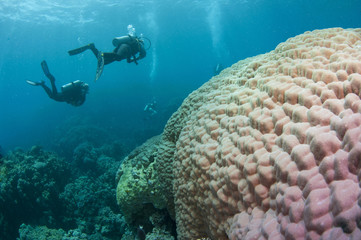 Naklejka na ściany i meble scuba divers exsplore coral reef